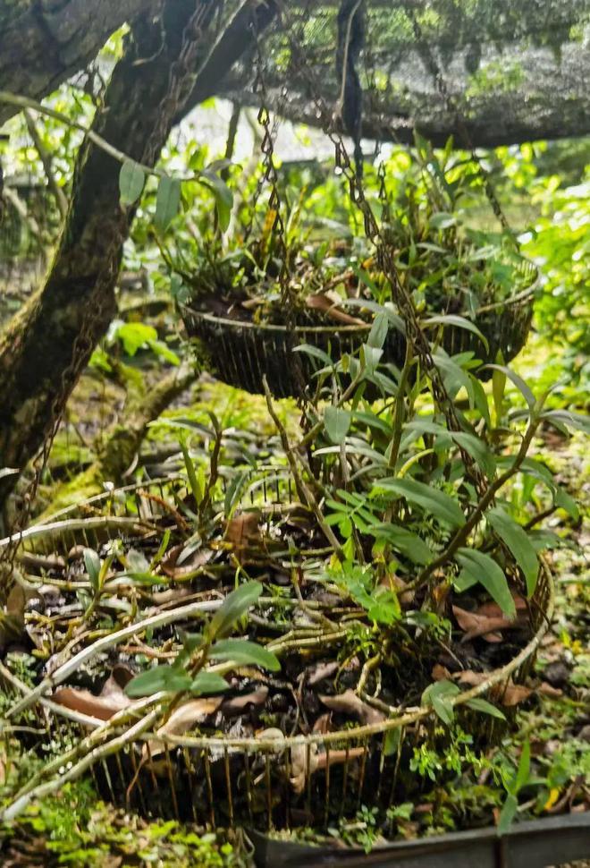 专家观点｜中医药康养产业需旅游催化与加持(图2)