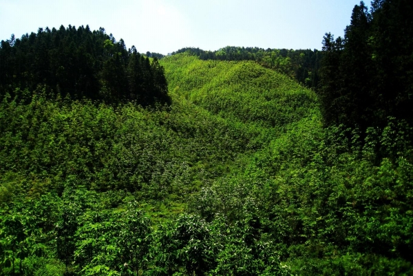 中药材赋能桂东培育康养旅游新业态——写在2024中医药产业与文旅康养创新融合发展(桂东)会议召开之际(图2)