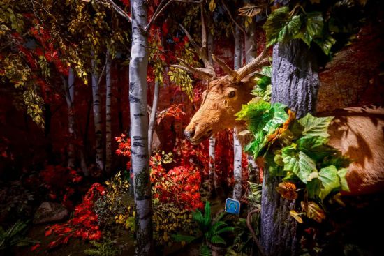 长白山景区接待游客突破27484万人次长白山秋季旅游持续火爆(图8)