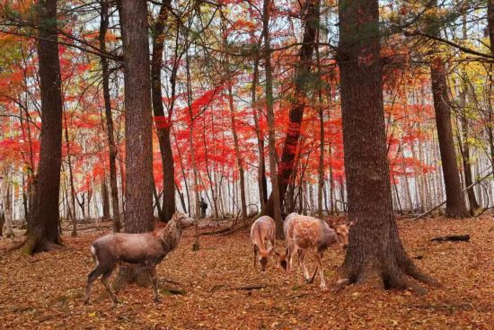 长白山景区接待游客突破27484万人次长白山秋季旅游持续火爆(图13)