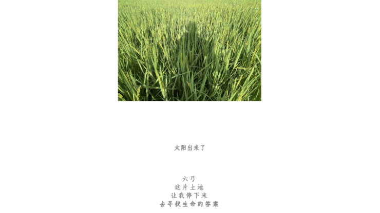 2024WMTF-IWTC国际康养旅游大会暨真健康小镇实践之路探索主题论坛在三亚举行(图11)