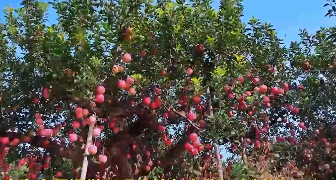 入选旅游助力乡村振兴“世界样板”！山东这3地缘何摘取这份荣誉(图8)