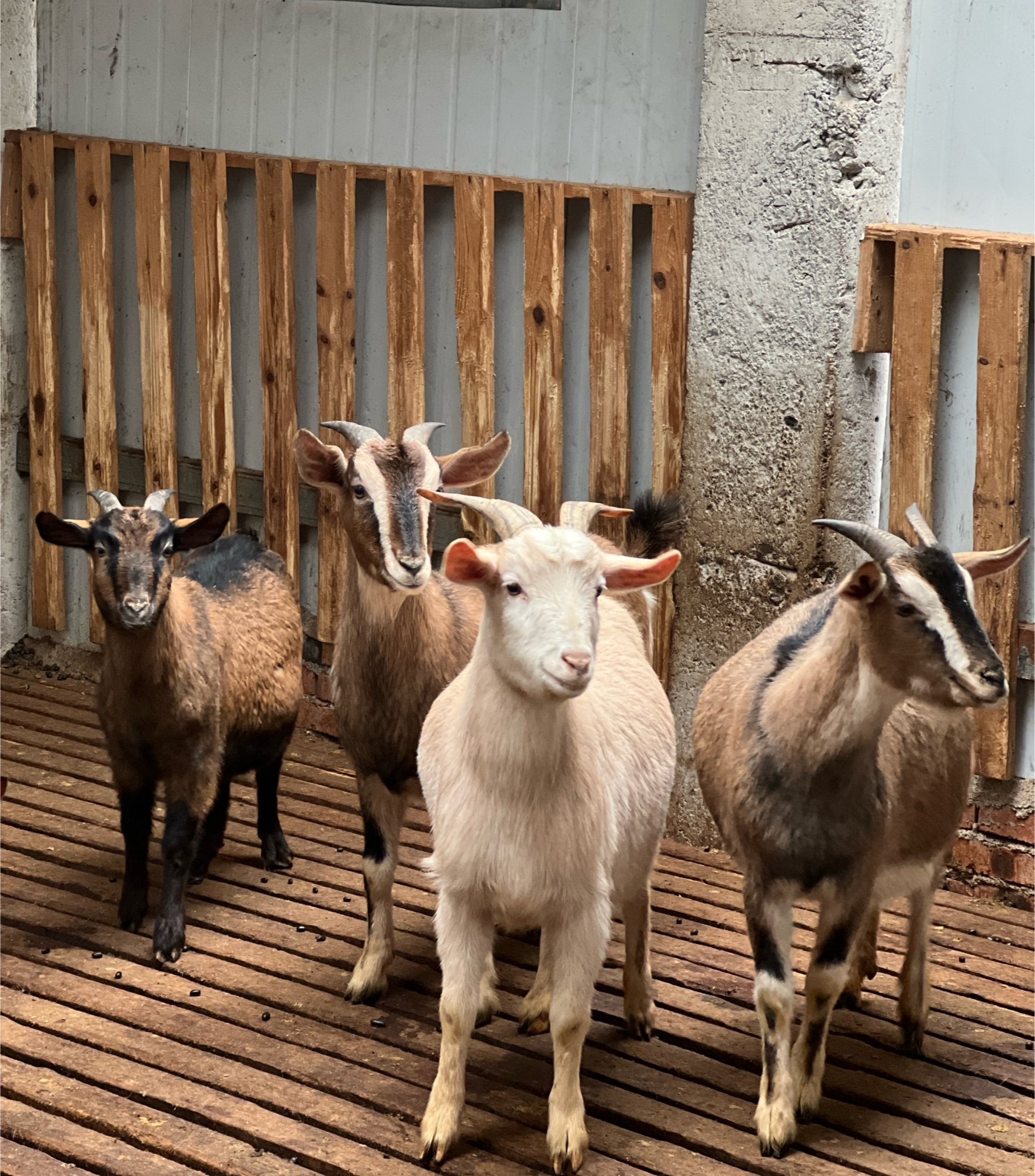 贵州习水：山水生金康养旅居焕新篇(图4)