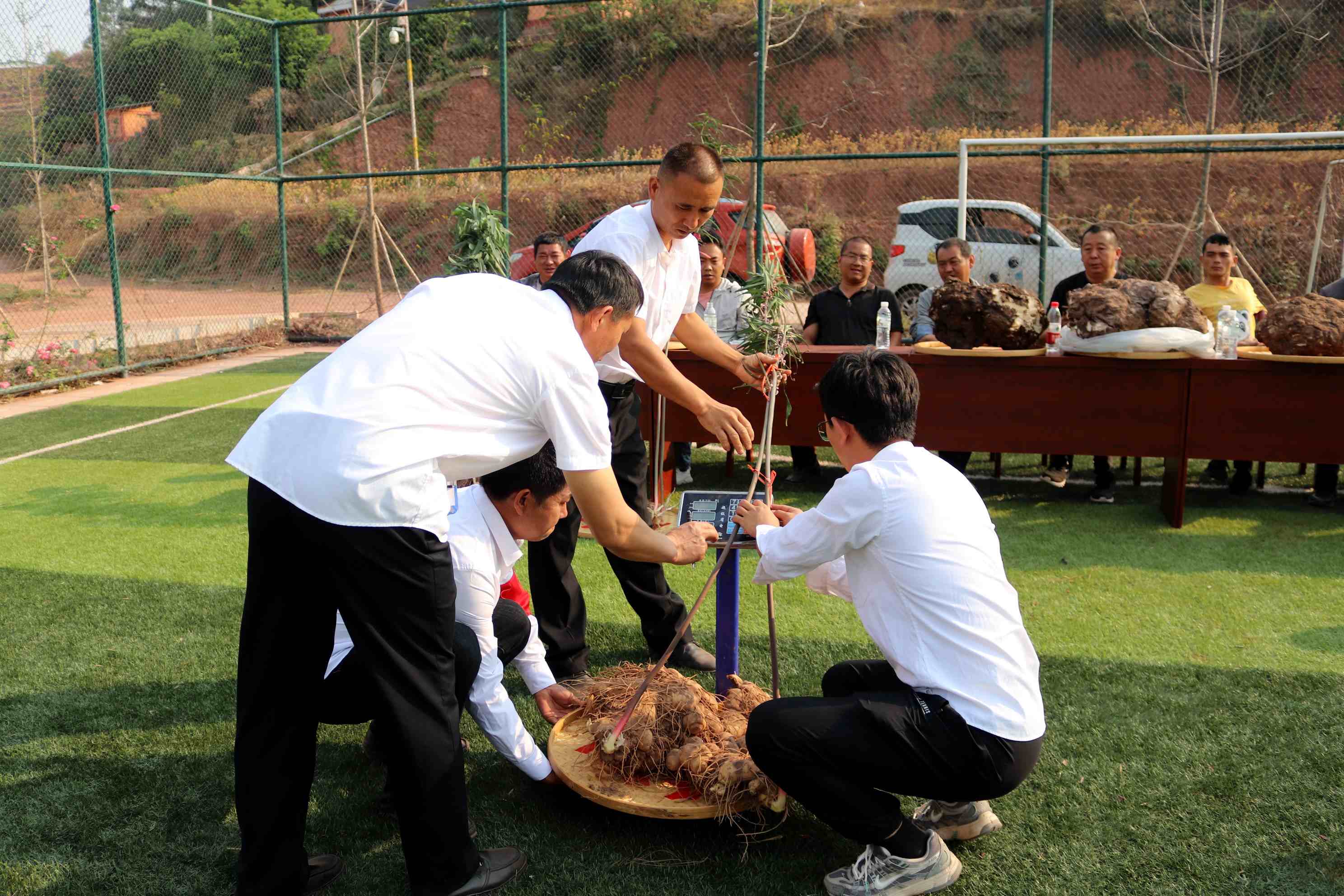 云南·爱尼山2024云药康养文化旅游活动成功举办(图3)