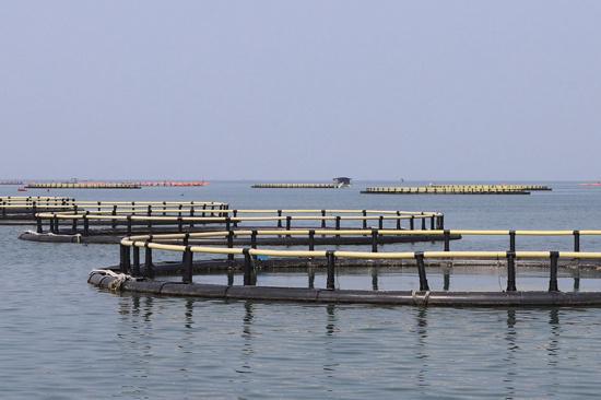 防城区：向海发展激活乡村振兴新引擎(图2)