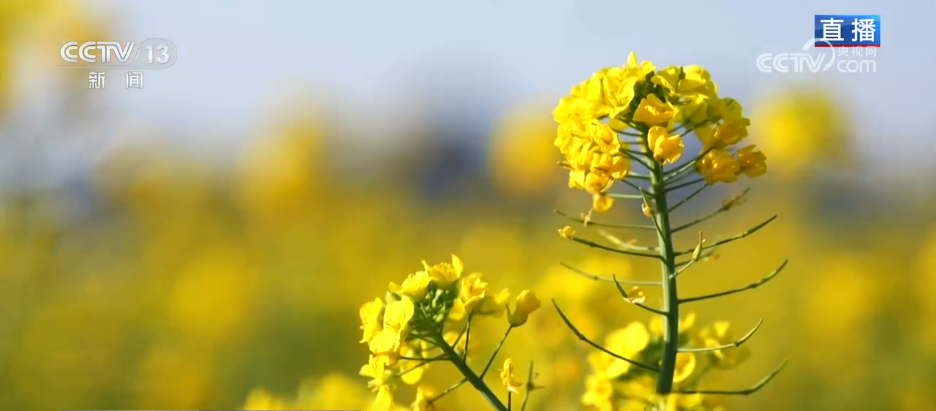 从“种庄稼”到“种风景”农文旅融合让村民鼓起“钱袋子”(图2)