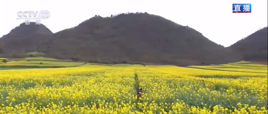 从“种庄稼”到“种风景”农文旅融合让村民鼓起“钱袋子”(图3)
