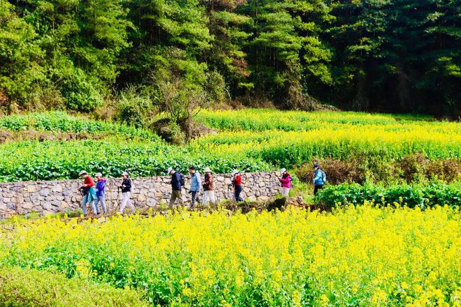 91岁旅客花海徒步5公里为罗平旅居康养点赞！(图1)