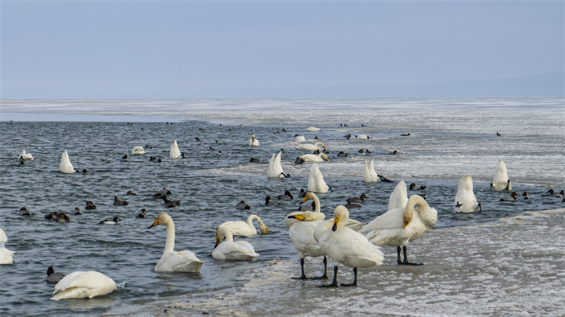 z6尊龙平台：青海：生态旅游不止于风景(图1)