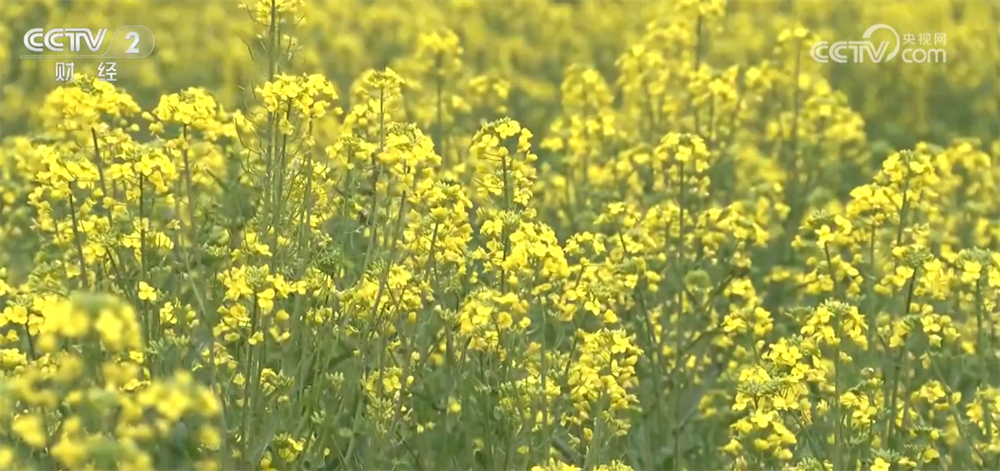 z6尊龙平台：盘活闲置农房、“村马”“村秀”“野火饭”……农文旅深度融合释放新活力(图1)