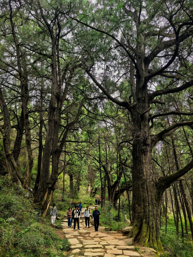 文旅新探丨四川广元：徒步古蜀道(图2)