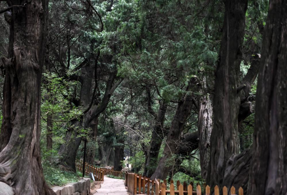 文旅新探丨四川广元：徒步古蜀道(图3)