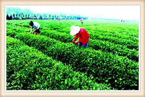 “康养旅游”是未来的一个趋势多方面结合迎合消费需求(图5)