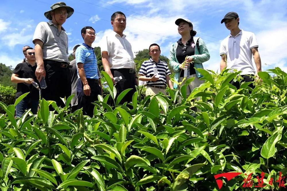 何以中国丨在福建“呷茶”可不是一句客套话(图1)