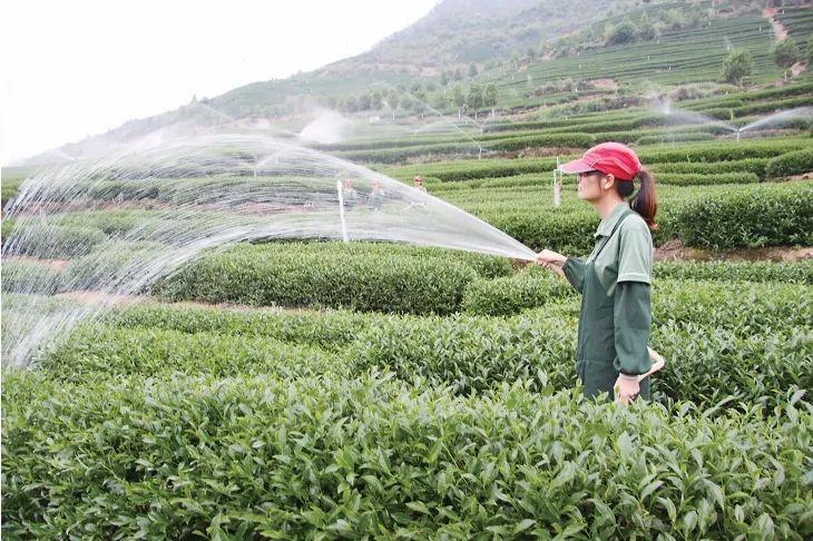 何以中国丨在福建“呷茶”可不是一句客套话(图2)