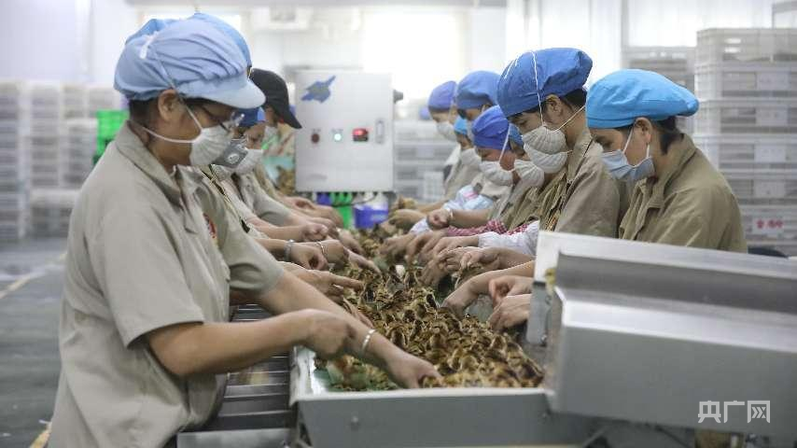 z6尊龙·中国网站：小特产变身大产业绘就特色农业新图景(图3)