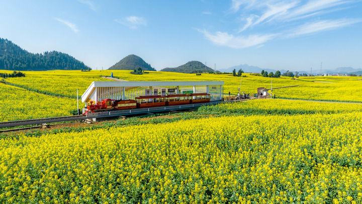 中国经济样本观察·县域样本篇丨小小油菜花何以“绽放”近百亿元产业？(图1)