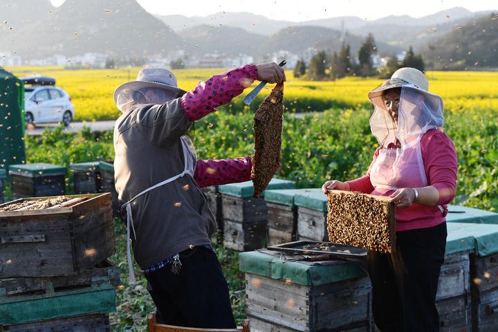 中国经济样本观察·县域样本篇丨小小油菜花何以“绽放”近百亿元产业？(图2)