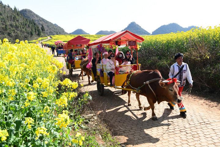 中国经济样本观察·县域样本篇丨小小油菜花何以“绽放”近百亿元产业？(图3)