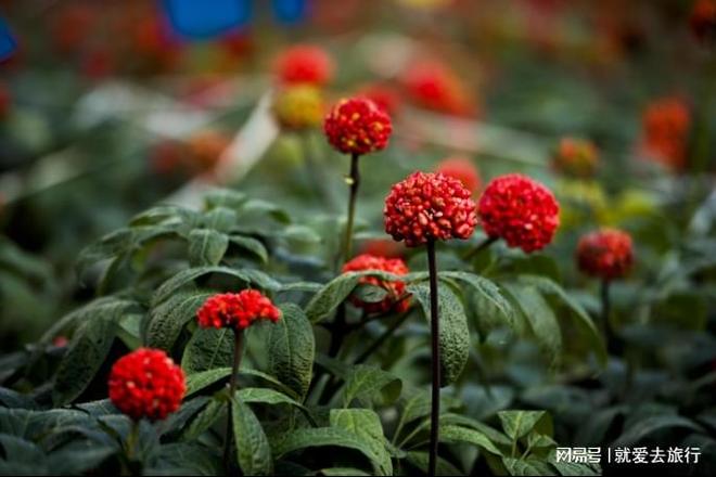 探秘三七之都体验康养文山(图1)