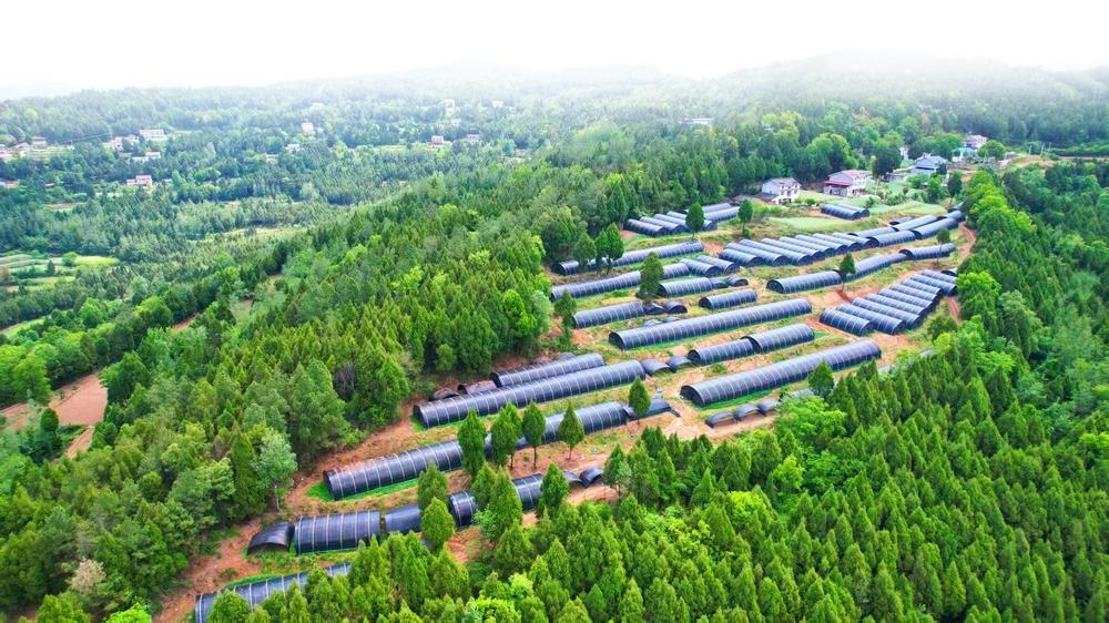 广元大力发展林下经济2024年林下经济总产值达6745亿元(图1)