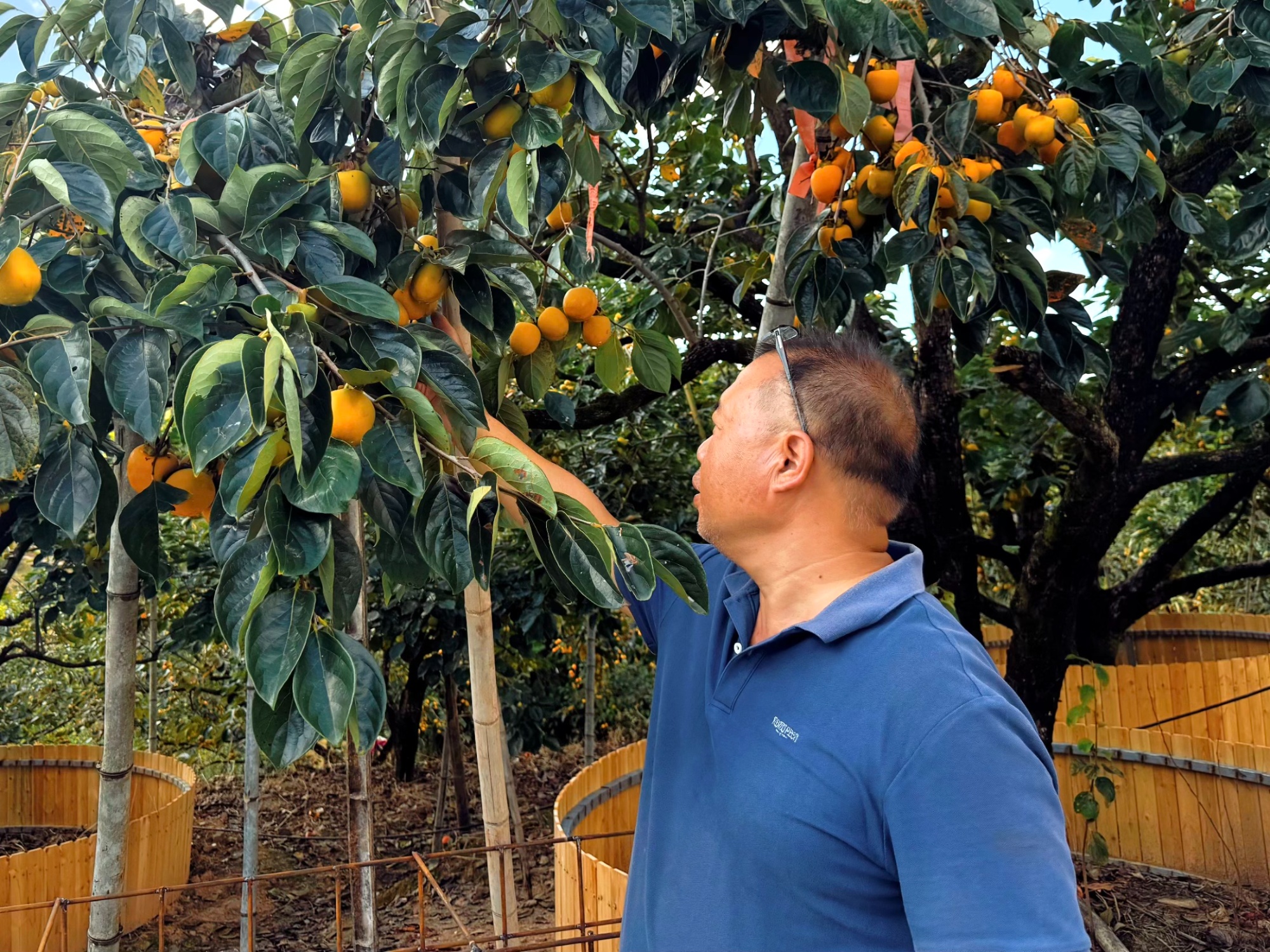 古田利洋：金果压枝“柿”业红火(图1)