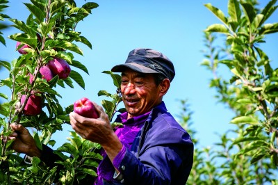 甘肃省兰州市西固区金沟乡马家山村：红苹果映照美好生活(图2)