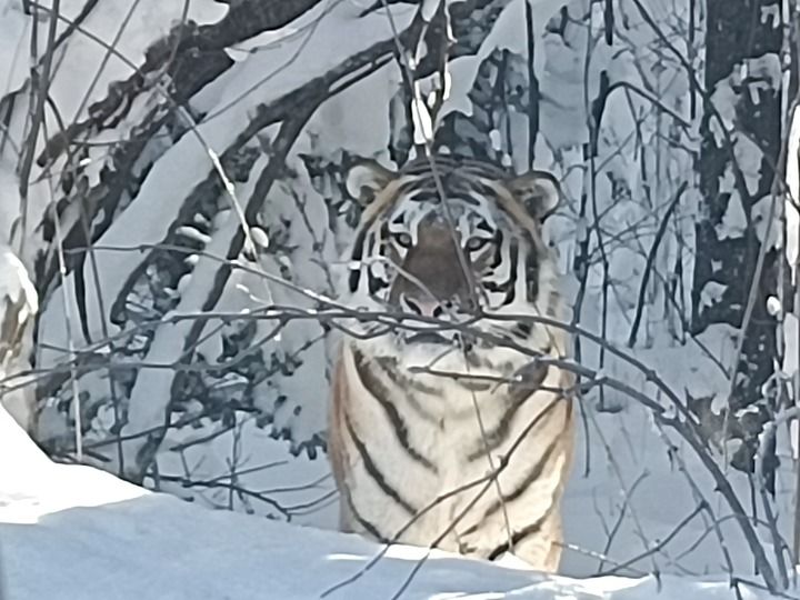 z6尊龙平台：践行“两山”理念守护东北“水塔”——解码美丽中国的“长白山名片”(图2)