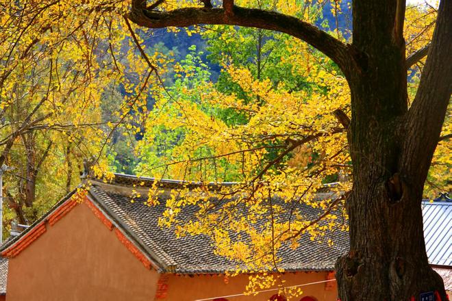 z6尊龙·中国网站：河南嵩县第十六届银杏文化艺术活动暨产业发展大会开幕(图3)