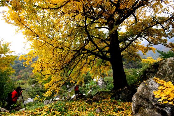 z6尊龙·中国网站：河南嵩县第十六届银杏文化艺术活动暨产业发展大会开幕(图5)