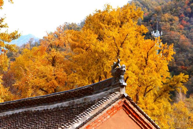 z6尊龙·中国网站：河南嵩县第十六届银杏文化艺术活动暨产业发展大会开幕(图4)