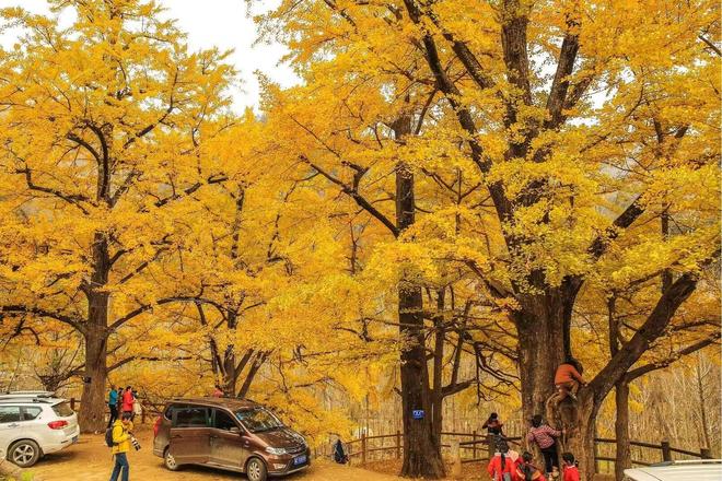 z6尊龙·中国网站：河南嵩县第十六届银杏文化艺术活动暨产业发展大会开幕(图6)