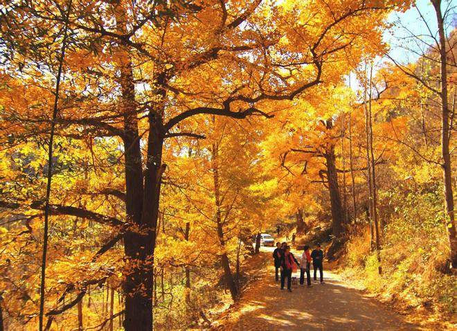 z6尊龙·中国网站：河南嵩县第十六届银杏文化艺术活动暨产业发展大会开幕(图7)