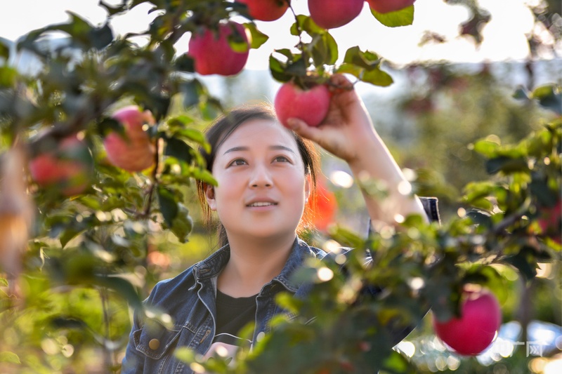 【平凉：举城竞进何以为之？②】现代精品农业何以为进？(图3)