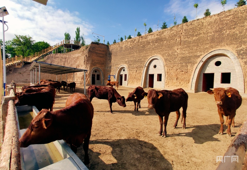 【平凉：举城竞进何以为之？②】现代精品农业何以为进？(图2)