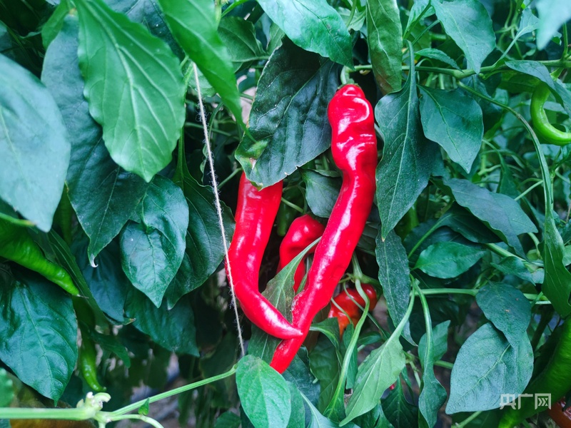 【平凉：举城竞进何以为之？②】现代精品农业何以为进？(图5)