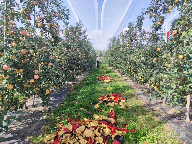 【平凉：举城竞进何以为之？②】现代精品农业何以为进？(图6)