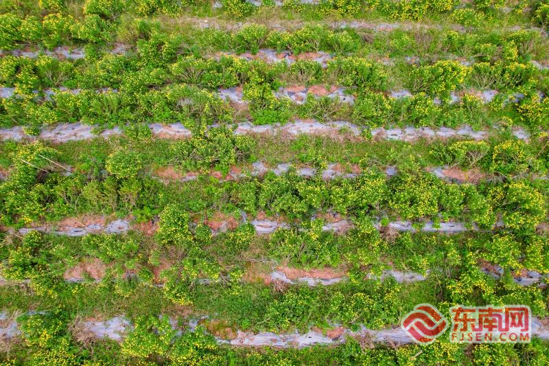 z6尊龙·中国网站：康养明溪主题活动日：秋风菊韵引客来侨乡康养生活正相宜(图3)