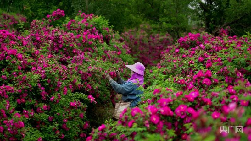 z6尊龙平台：农文旅融合永登因聚而变(图4)