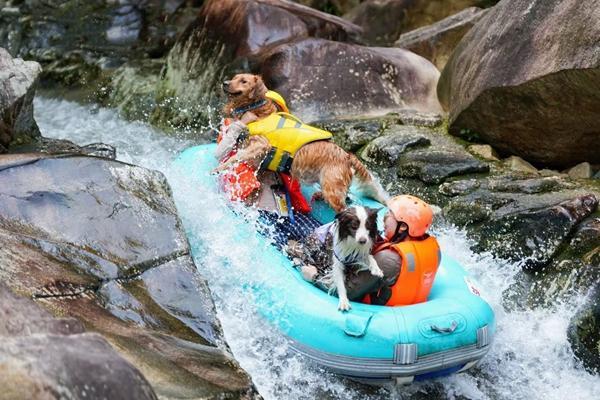 z6尊龙入口：带宠物旅行成了一门生意(图1)