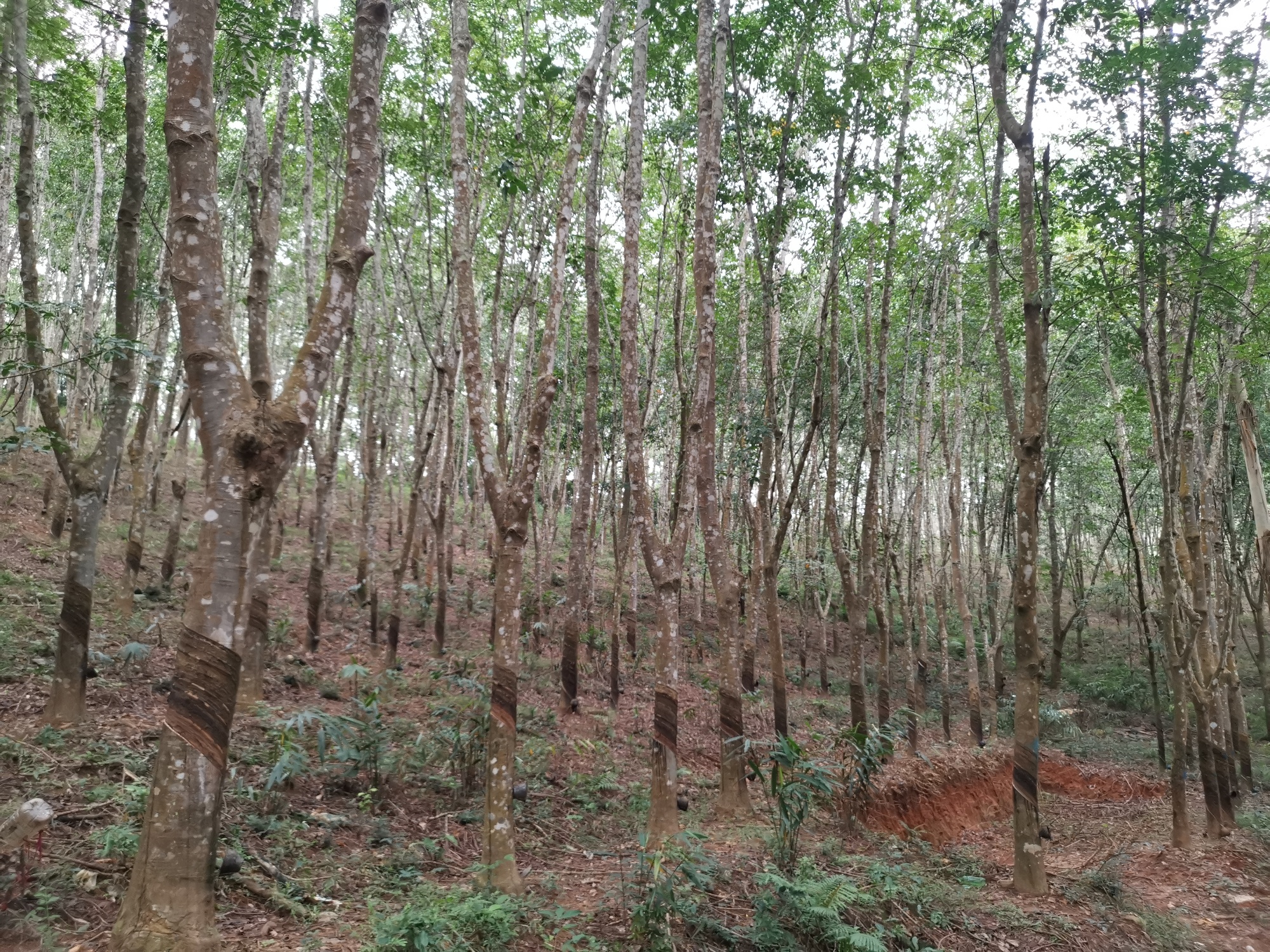 z6尊龙入口：远山的回响丨黎乡焕彩：从闭塞山野到文旅胜地的跨越(图8)