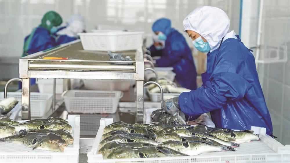 一条河豚“游”出全产业链(图1)