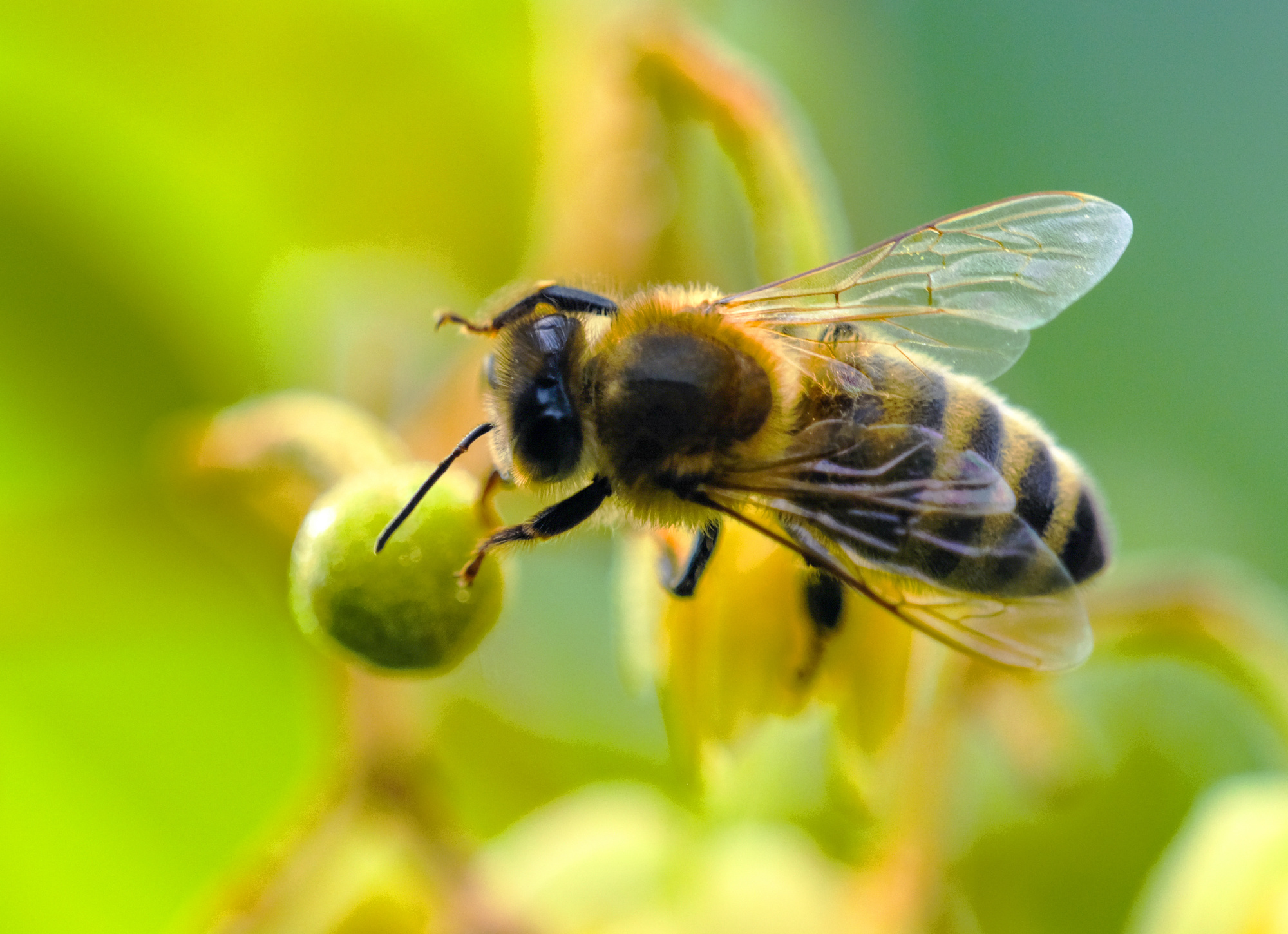 z6尊龙平台：“黑土优品”看龙江丨饶河东北黑蜂：小蜜蜂撑起大产业(图1)