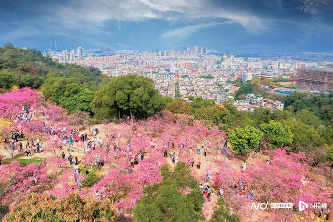 千年岗城焕新颜非遗如何点亮广州南沙春日浪漫？(图1)