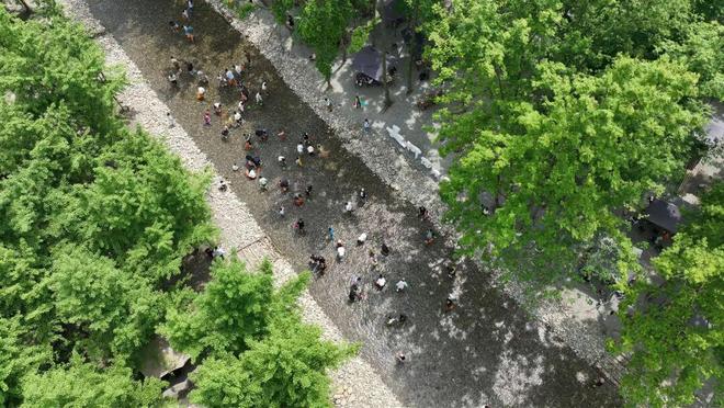 靠崇州这片林地他年营收超2000万元！(图3)