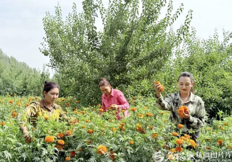 新疆森林里的富民“宝藏”(图1)