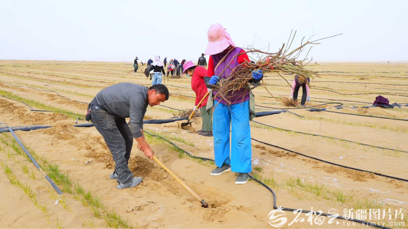 新疆森林里的富民“宝藏”(图2)