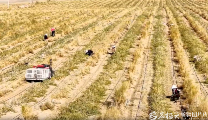 新疆森林里的富民“宝藏”(图3)