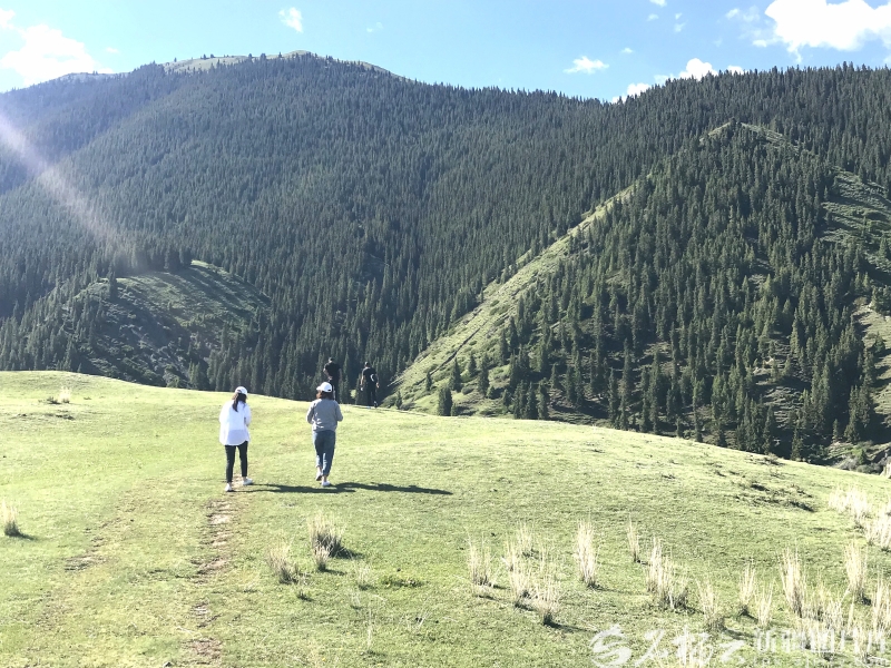 新疆森林里的富民“宝藏”(图5)