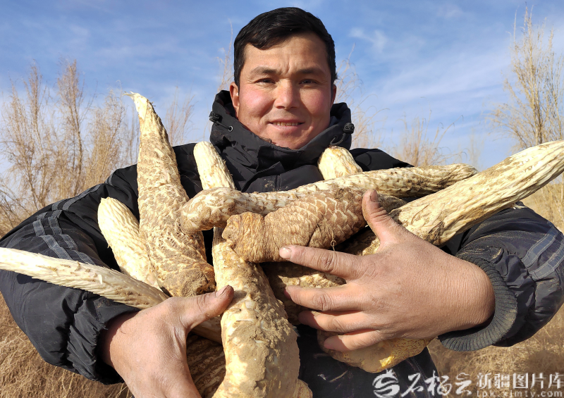 新疆森林里的富民“宝藏”(图4)